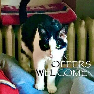 🍒🐦‍⬛🐋🫧